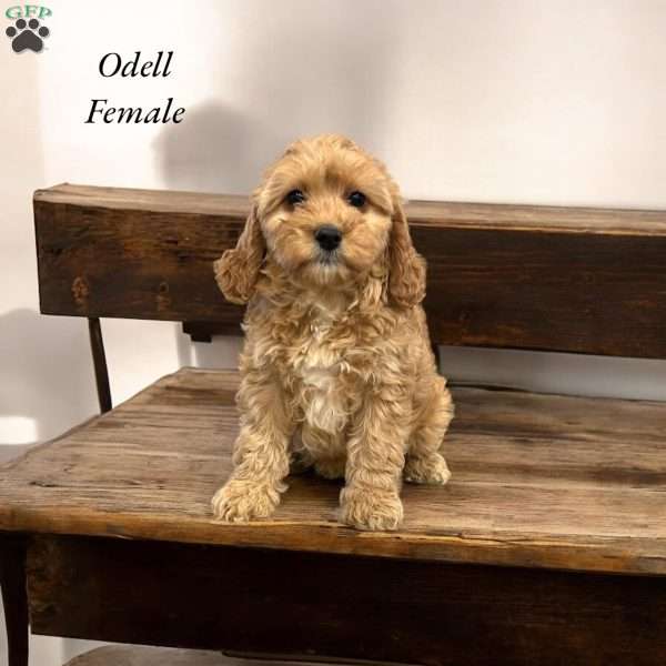 Odell, Cavapoo Puppy